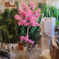 Cherry Blossom tree