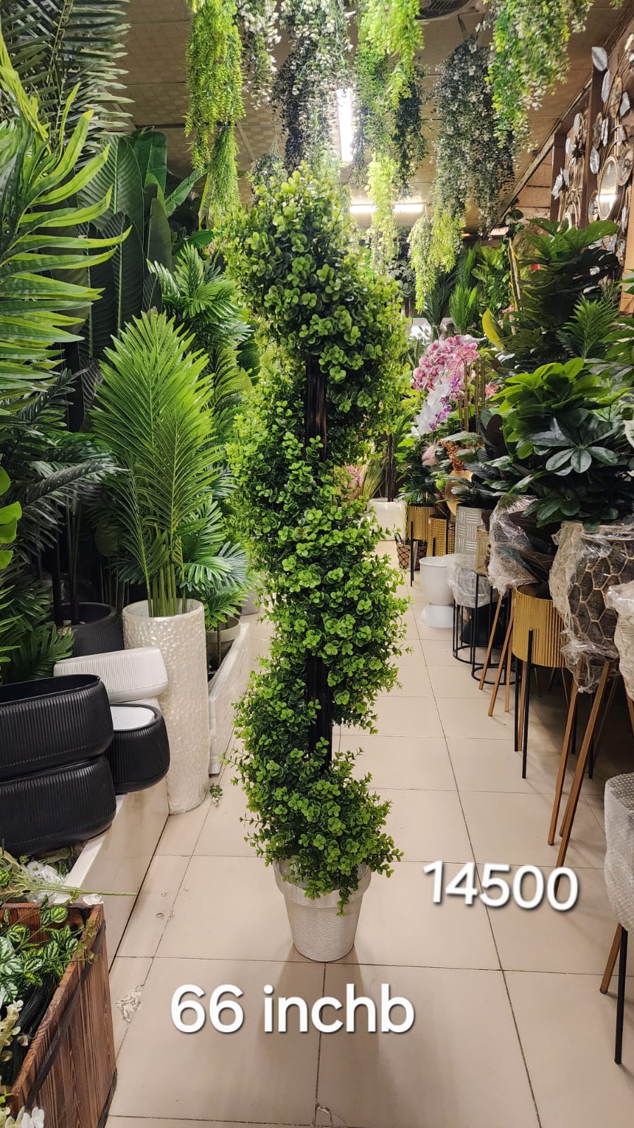 Spiral Boxwood Topiary