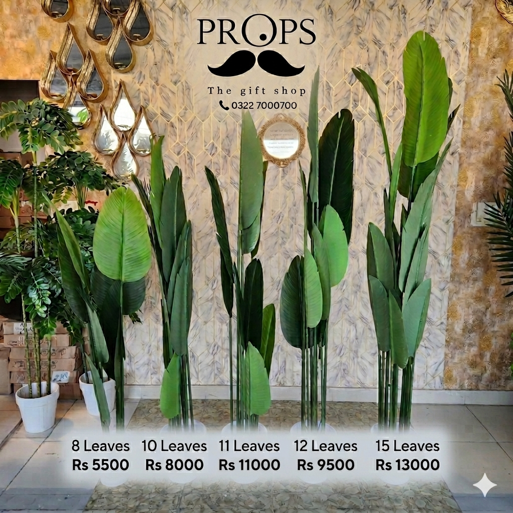 Bird of Paradise (Strelitzia) Plants