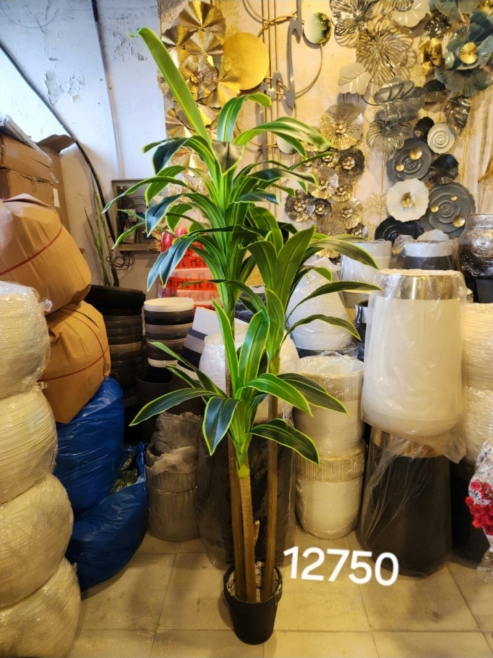 Corn Plant