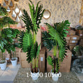 Tree Philodendron Plant