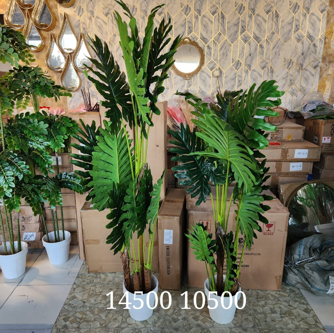 Tree Philodendron Plant