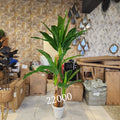 Traveler's Palm Plant