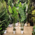 Monstera Deliciosa