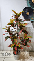 Garden Croton Plant