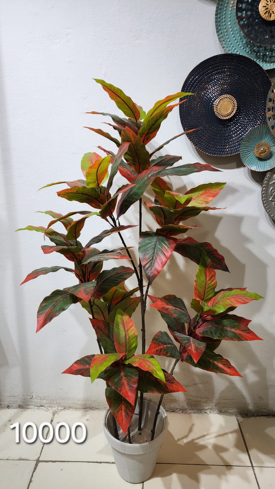 Garden Croton Plant