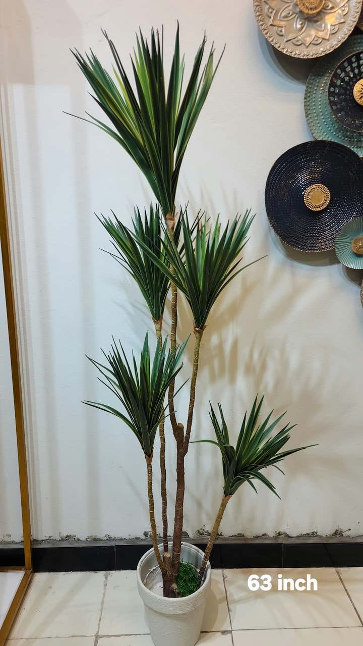 Dracaena reflexa tree