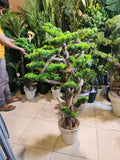 Artificial Pine Bonsai Tree