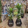 artificial Dracaena varieties
