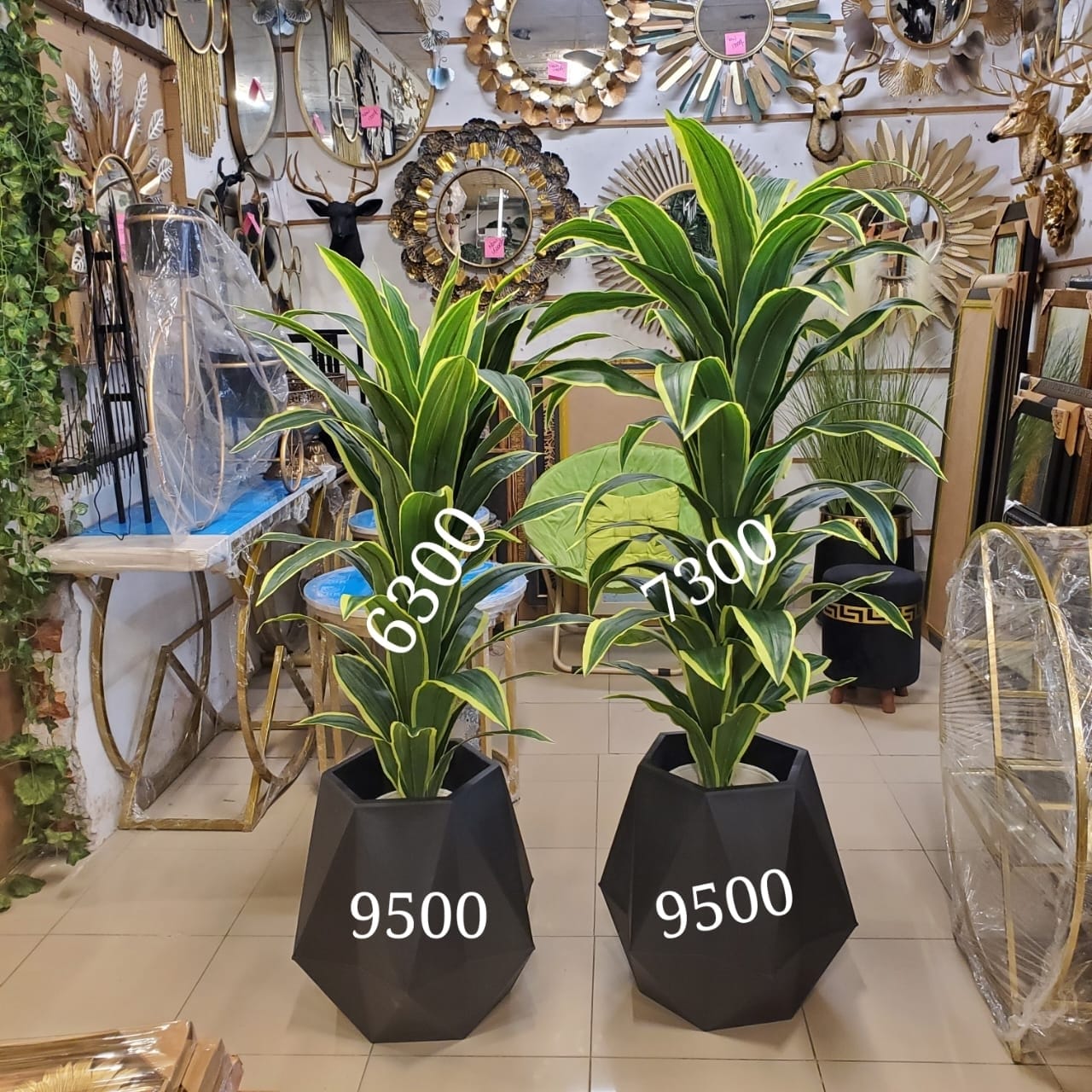 artificial Dracaena varieties
