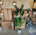 Monstera Deliciosa plant