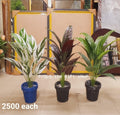 Potted silk Plants