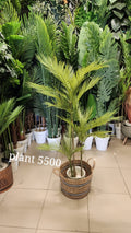 Areca Palm
