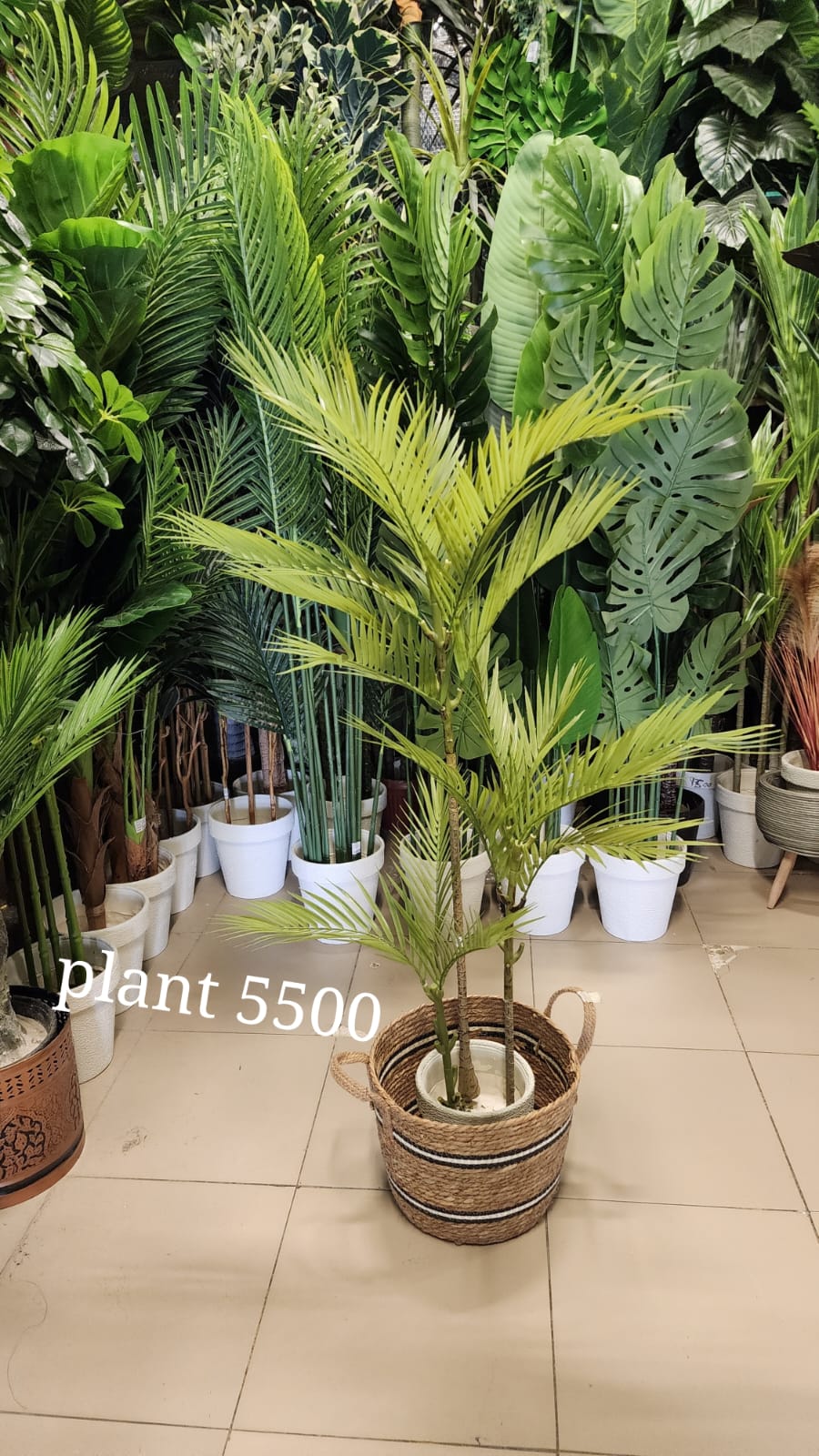 Areca Palm