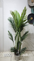 Butterfly Palm or Golden Cane Palm