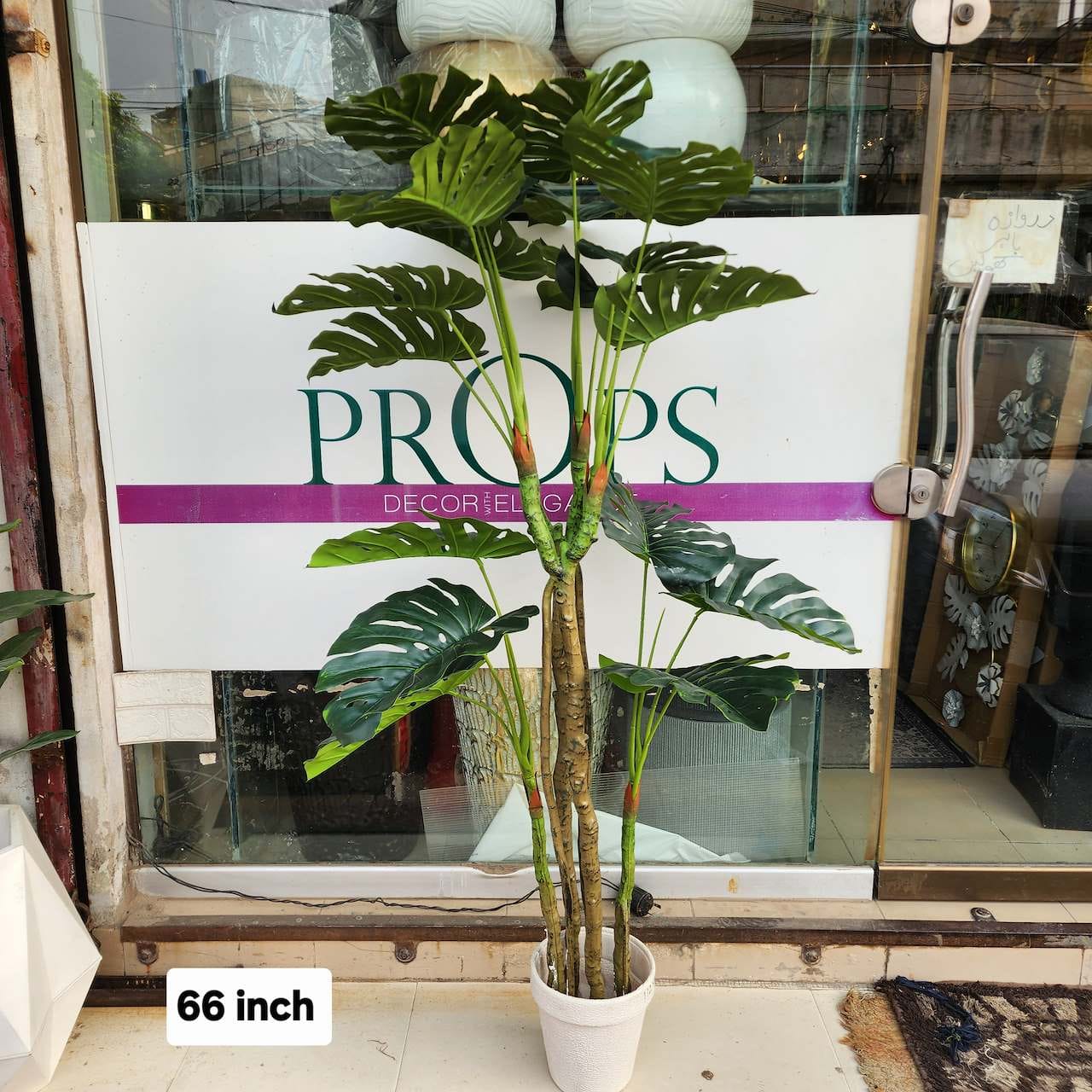 Monstera Deliciosa (Swiss Cheese Plant)