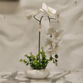white Phalaenopsis orchid set in a low ceramic oval planter with decorative green foliage surrounding the stems