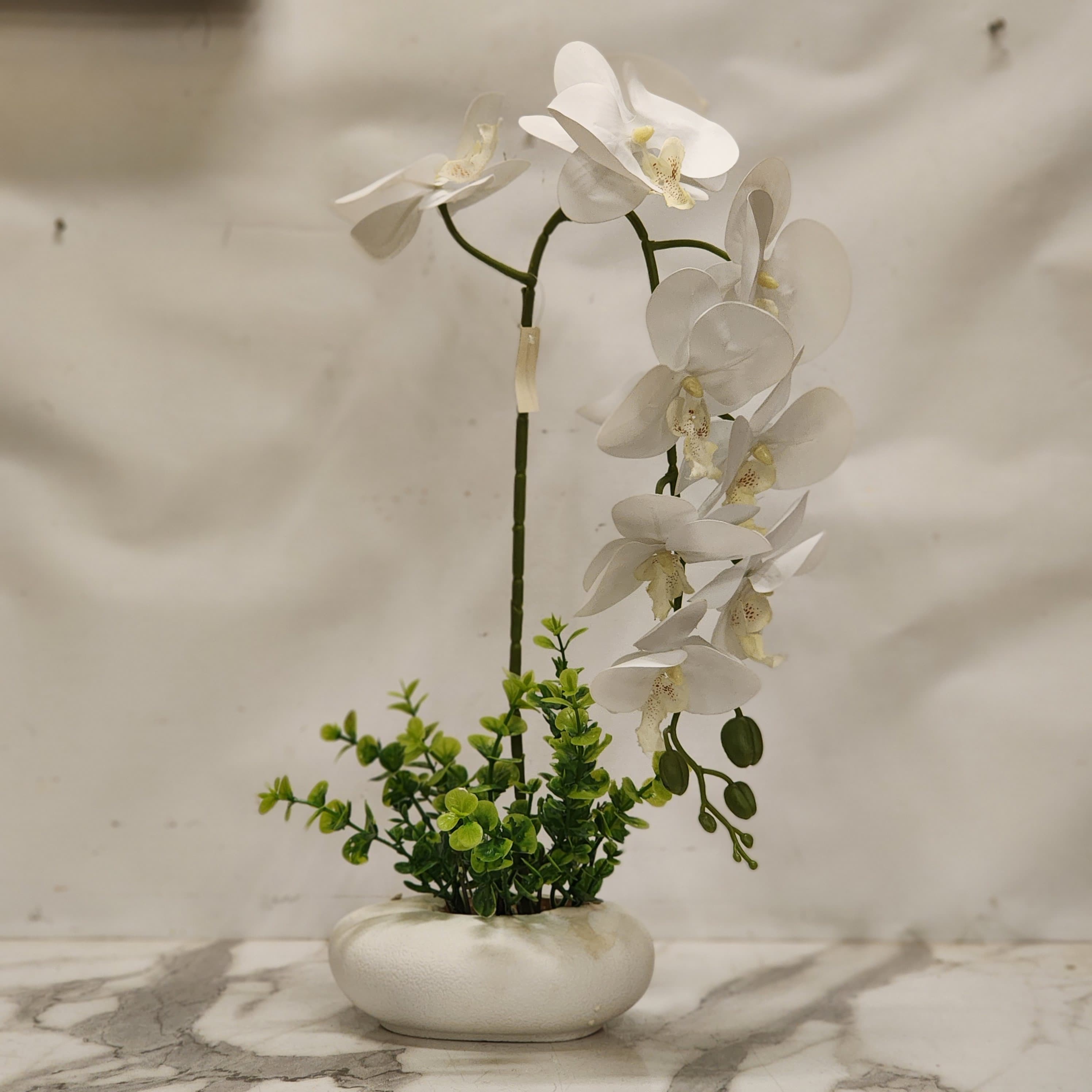 white Phalaenopsis orchid set in a low ceramic oval planter with decorative green foliage surrounding the stems