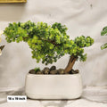 Bonsai - Juniper Set with white pot