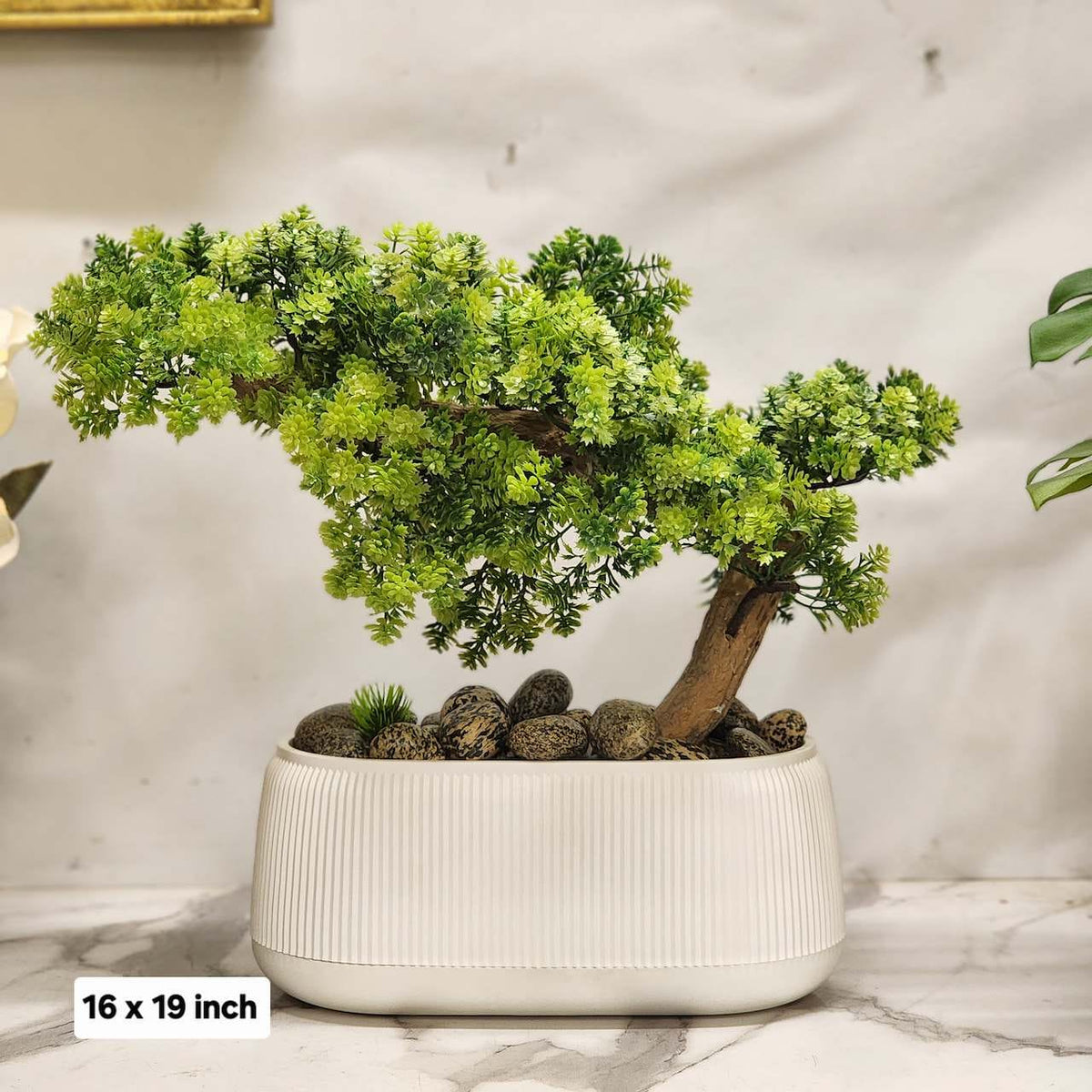 Bonsai - Juniper Set with white pot
