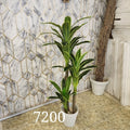 Dracaena Massangeana Plant