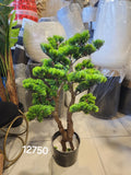 bonsai-style pine tree