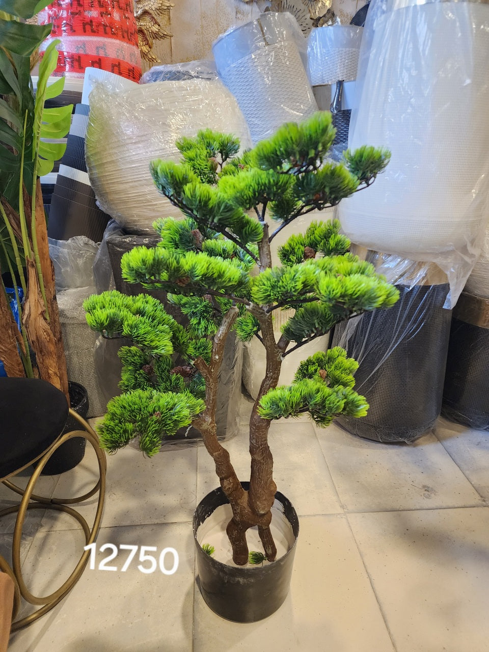 bonsai-style pine tree
