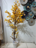 Yellow Cherry Blossom tree