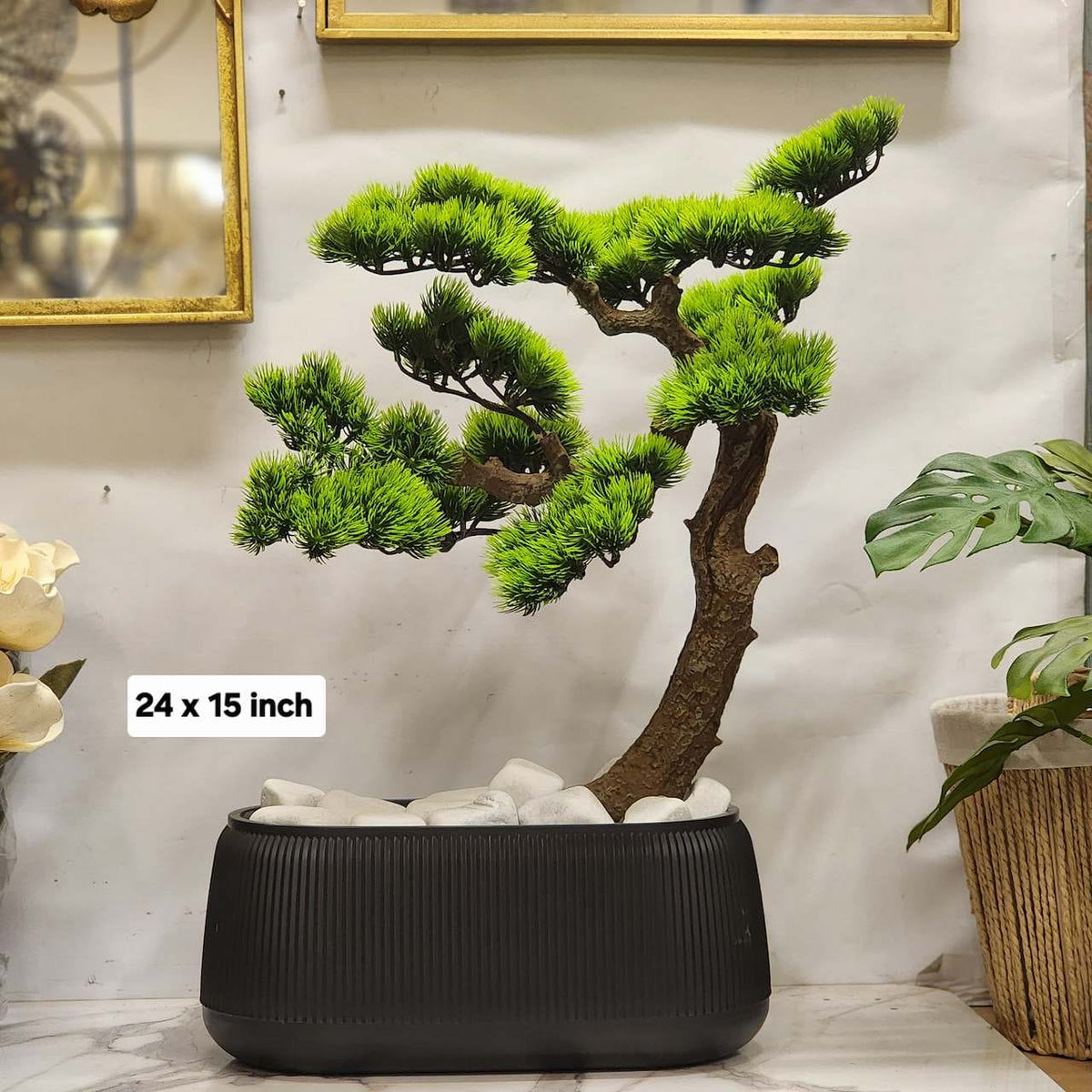 pine bonsai tree arrangement