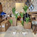 Mass Cane Plant