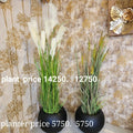 White Pampass and Onions grass with Planter