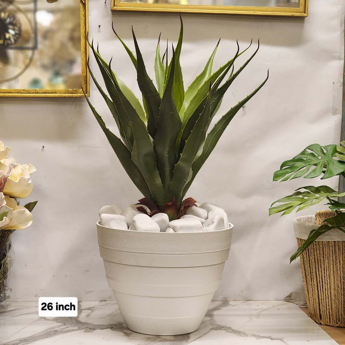 Potted Agave Plant Arrangement