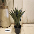 Agave tequilana plant