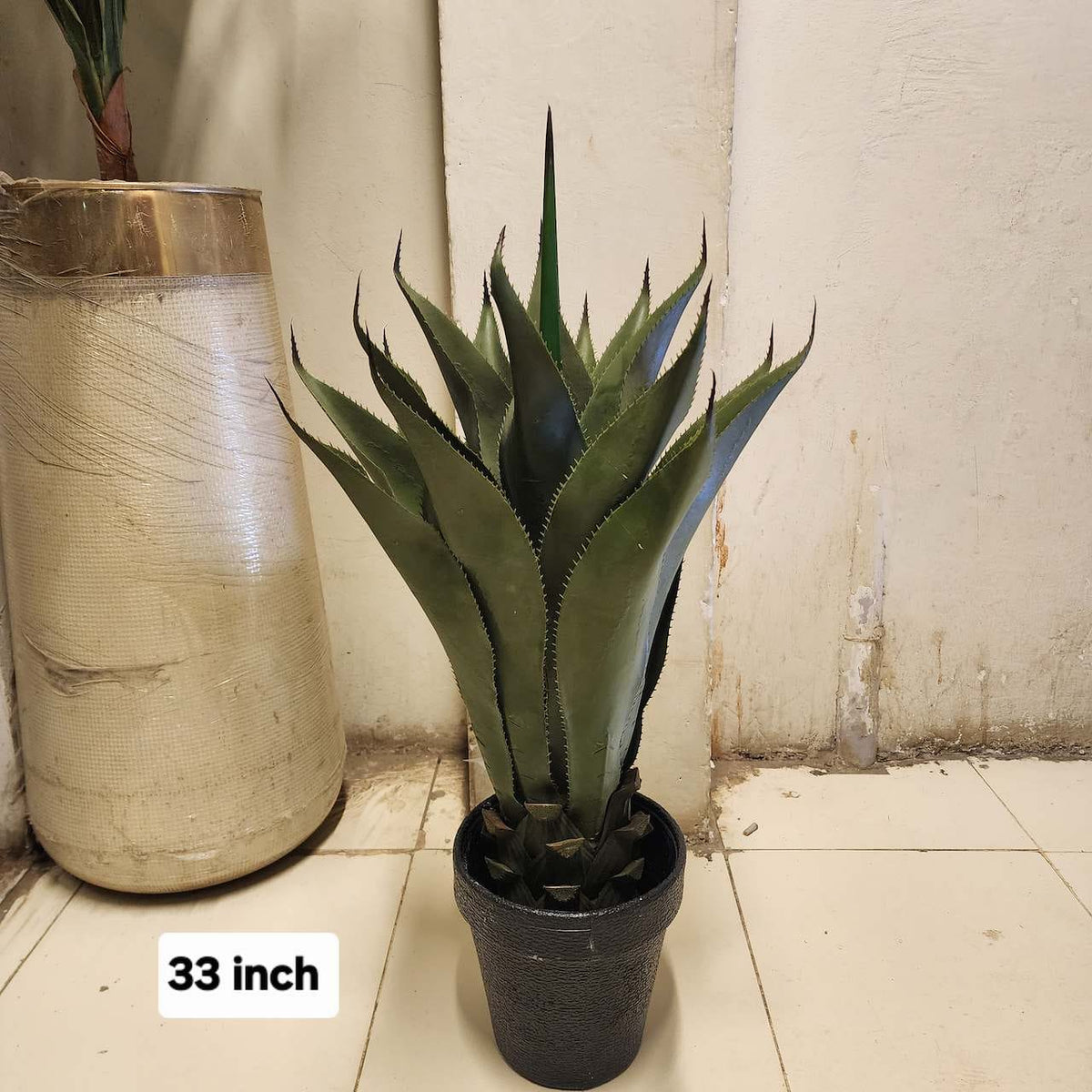 Agave tequilana plant