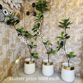 Fiddle Leaf Figs