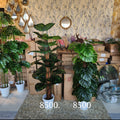 Monstera house plant