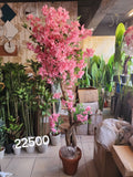 Bougainvillea Tree