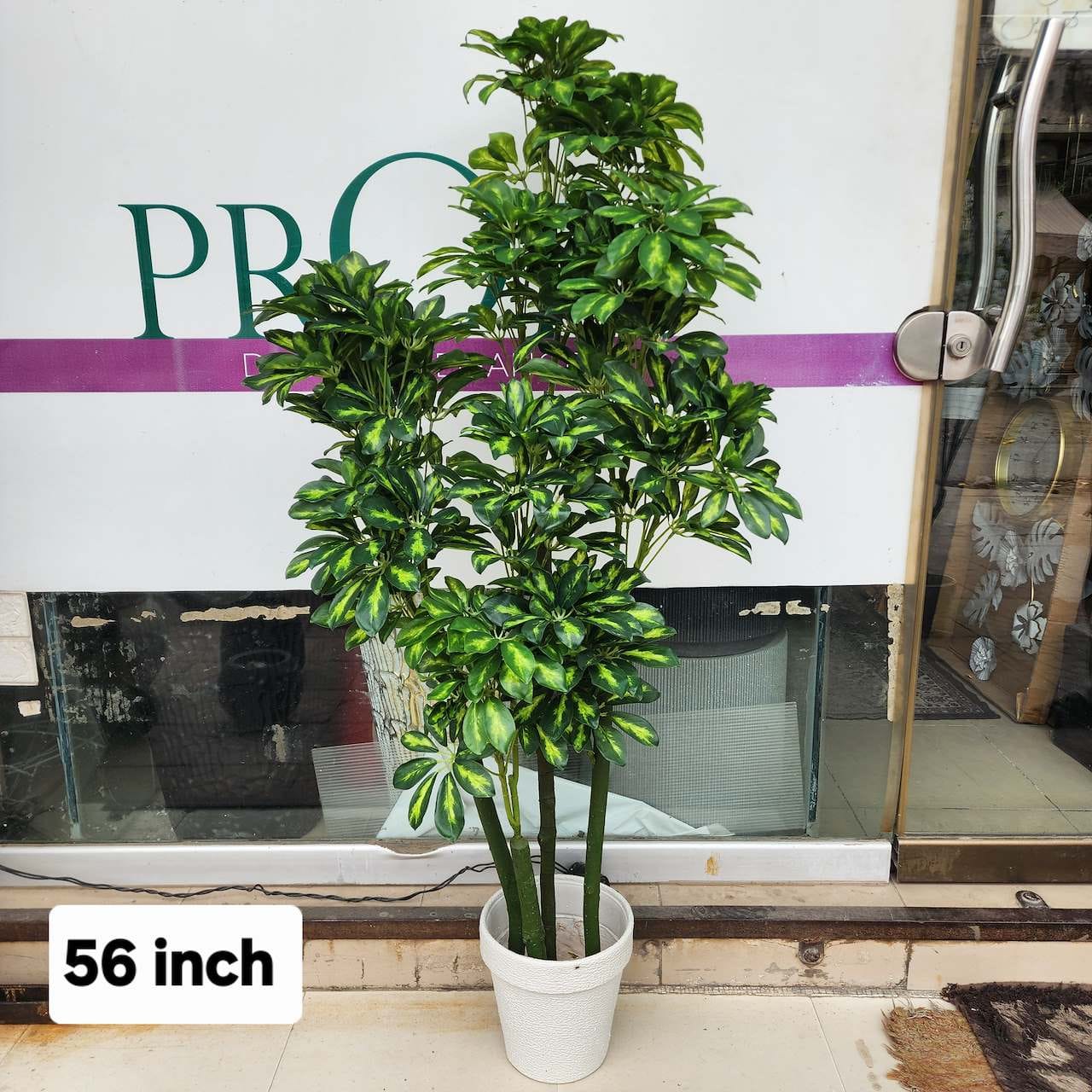 Dwarf Umbrella Tree