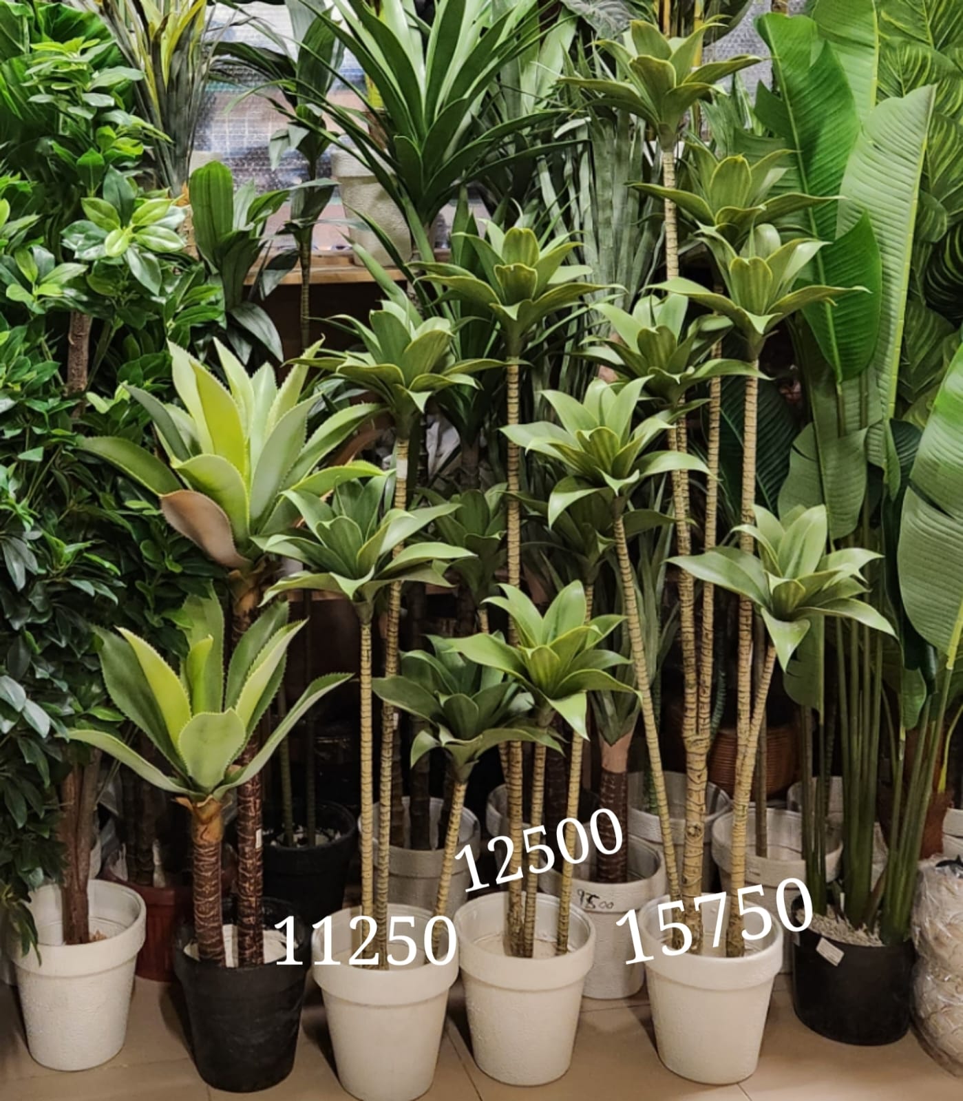 Artificial Dracaena reflexa