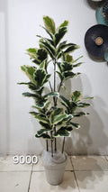 Variegated Rubber Plant