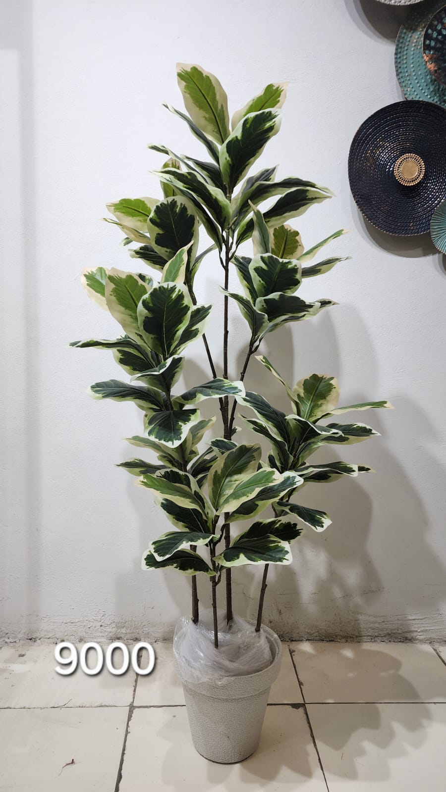 Variegated Rubber Plant