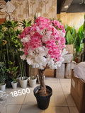 Orchid Blossom Tree