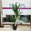 Yucca Cane