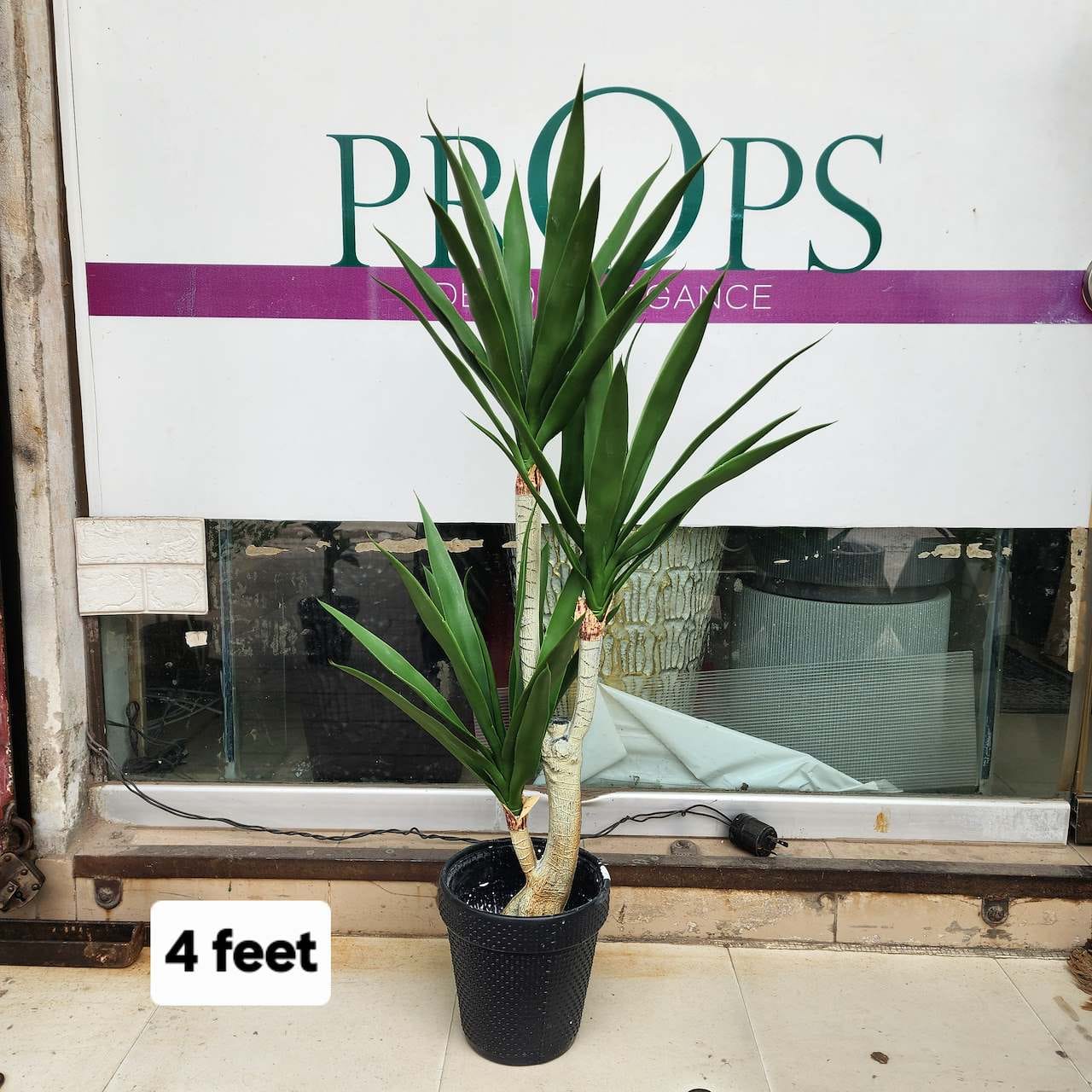Yucca Cane