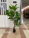 Ficus elastica Oval