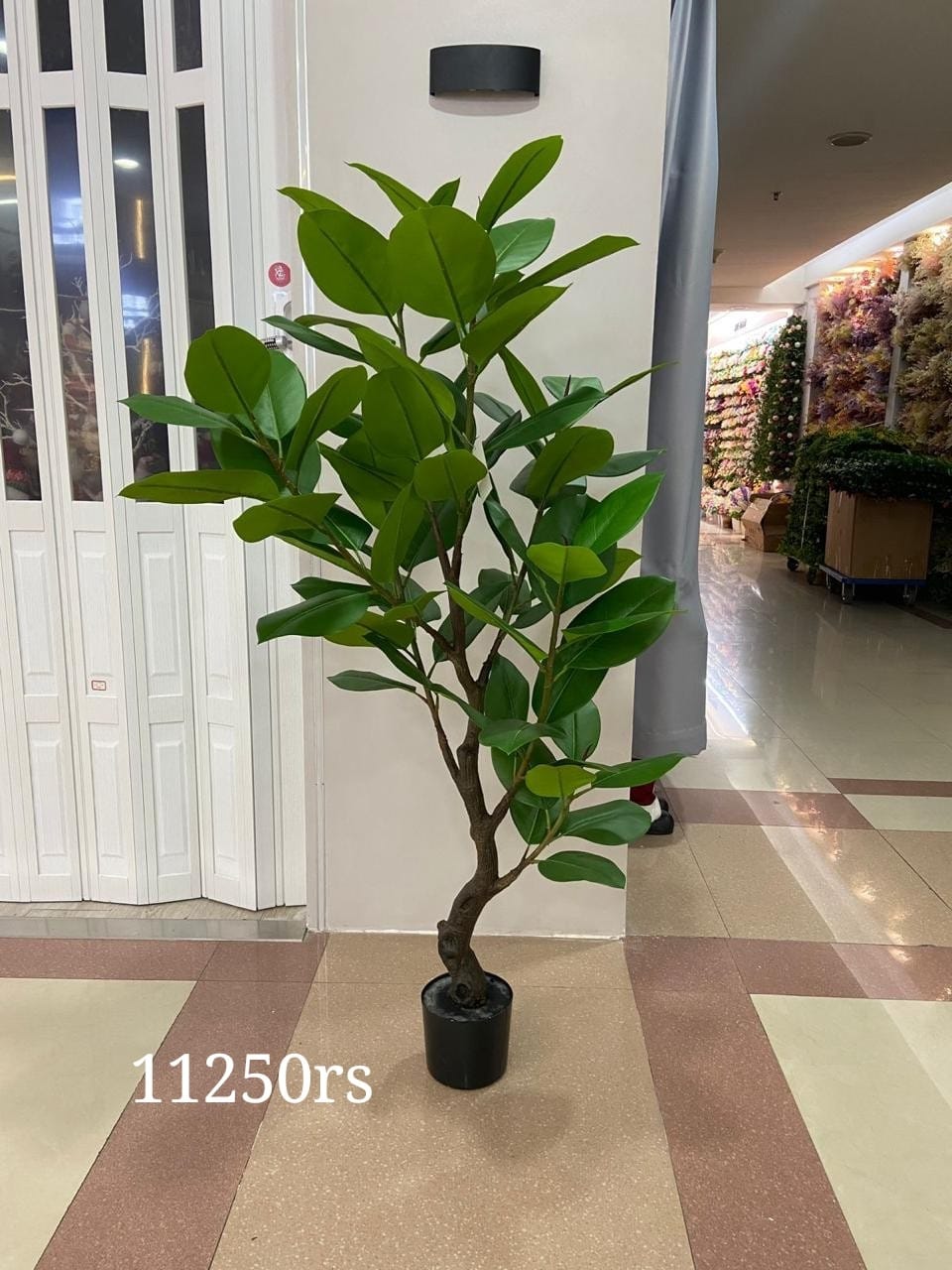 Ficus elastica Oval