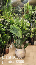 Monstera deliciosa