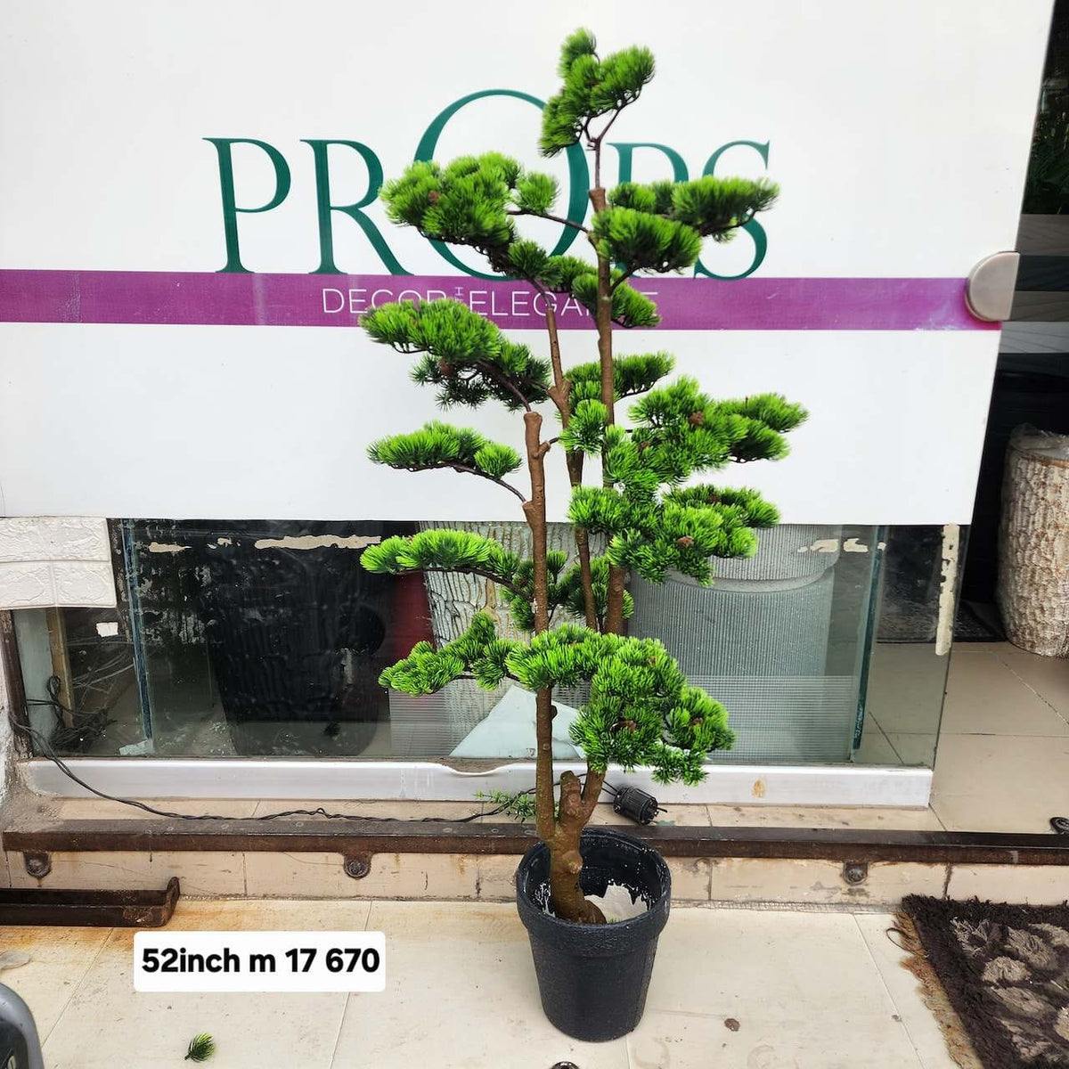 Niwaki bonsai tree