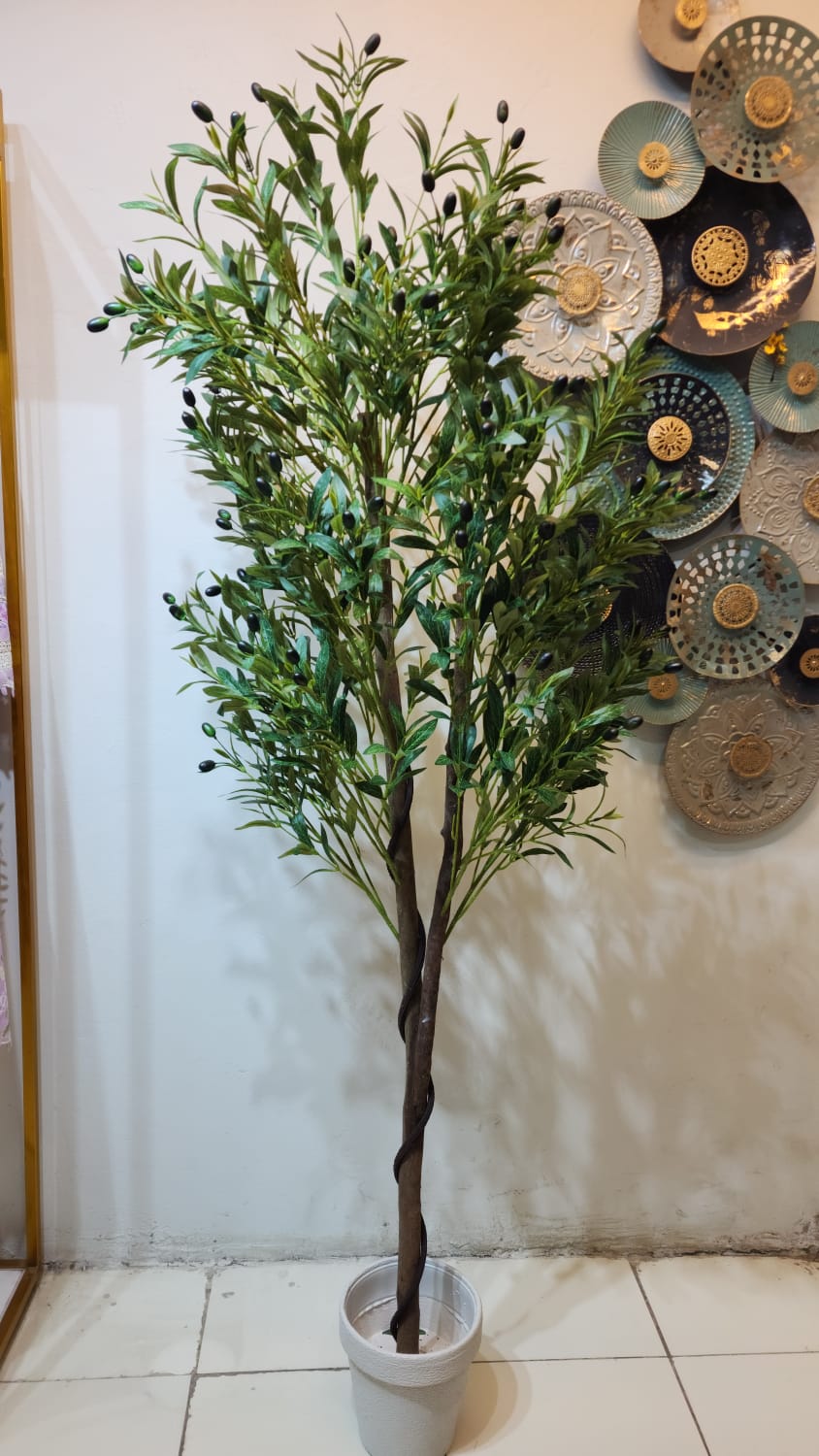Narrow, elongated, grayish-green leaves. Olive tree