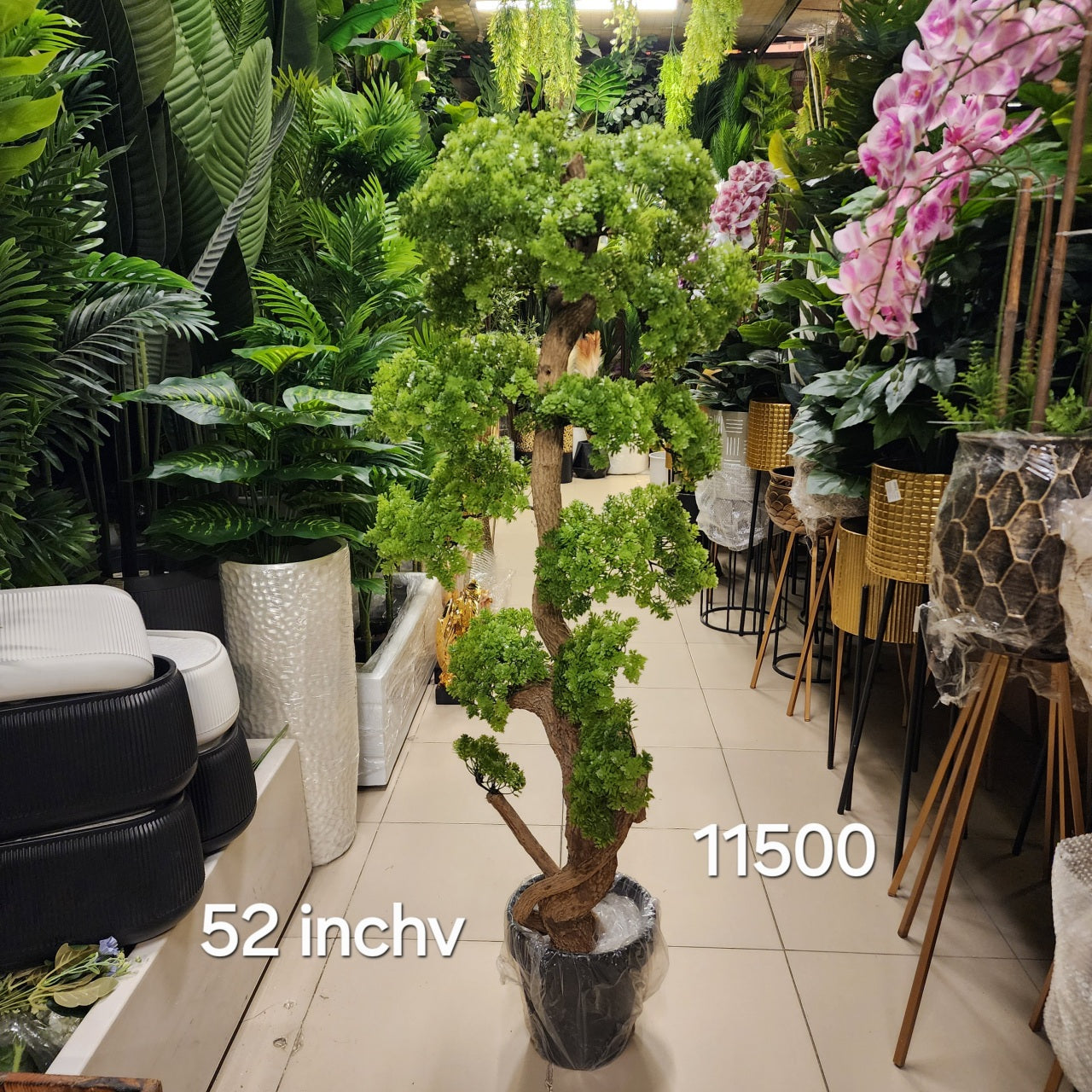 Podocarpus Bonsai tree